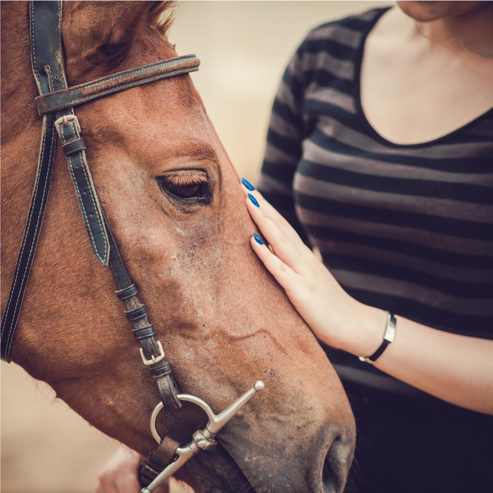 Advanced Casting Tape (Vets & Horses)