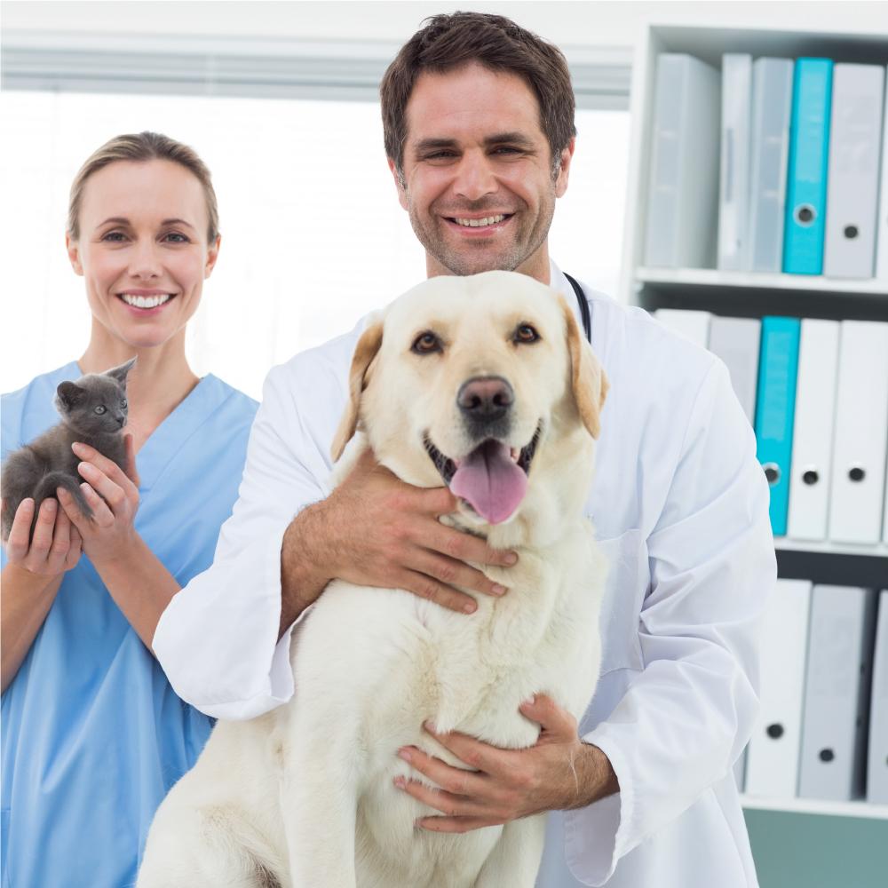 BeneCast Select (Polyester) Casting Tape (For Pets, Vets & Horses)